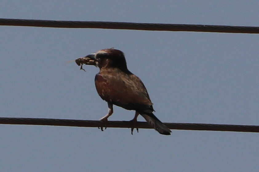 Image of Purple Roller