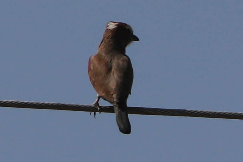 Image of Purple Roller