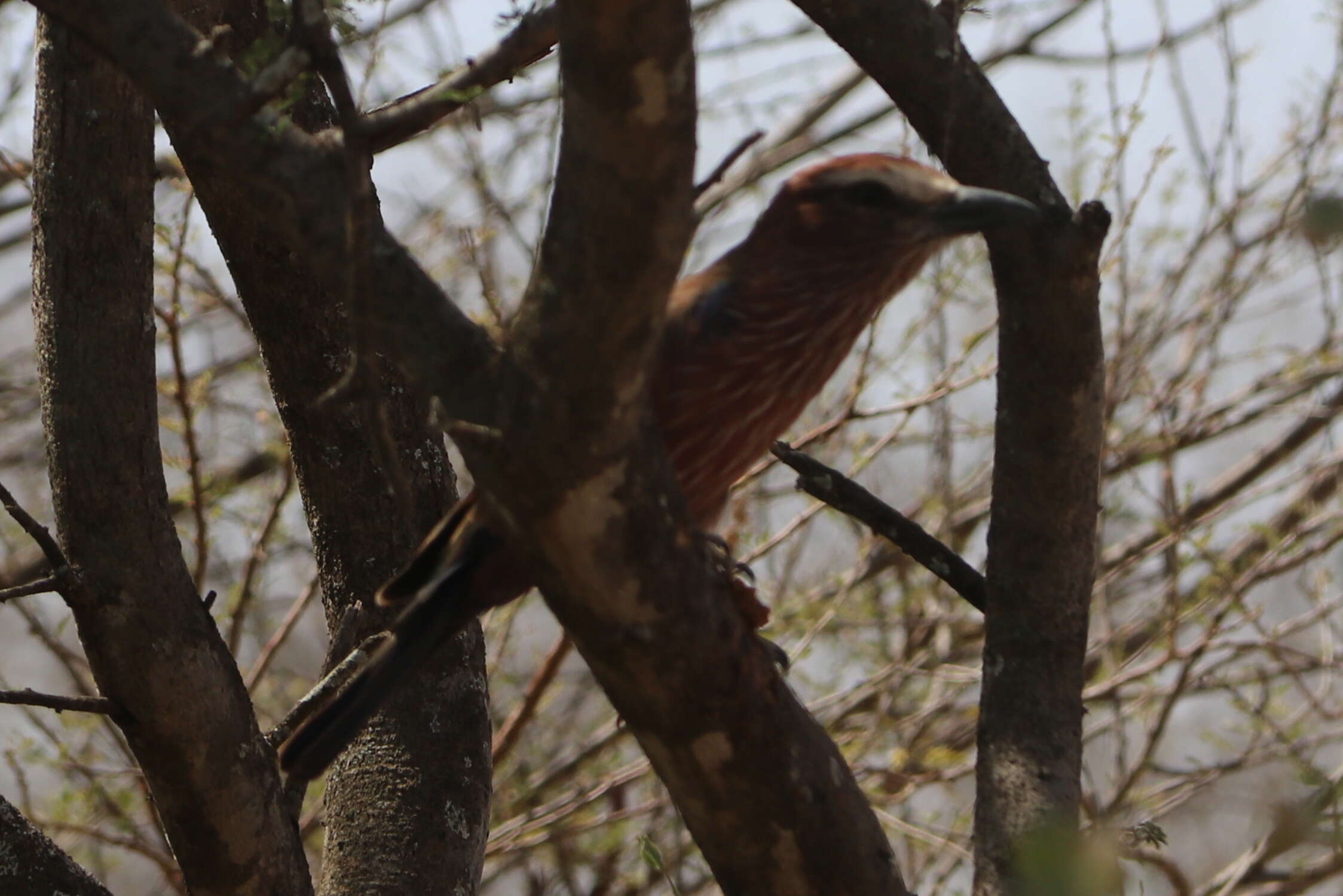 Image of Purple Roller