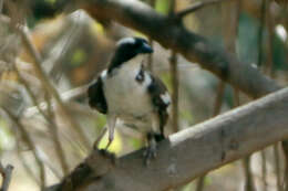 Image of sparrow-weaver