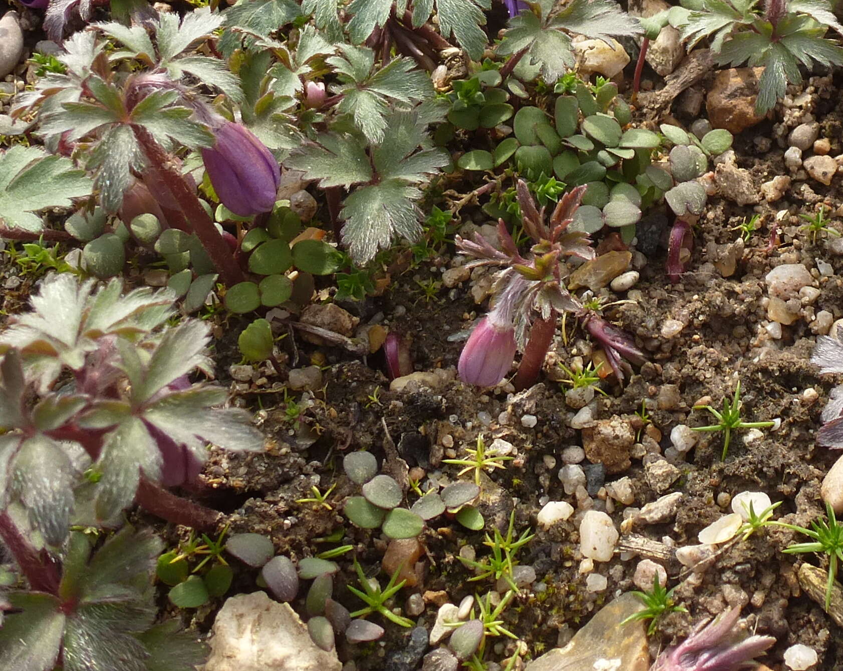 Image of Balkan Anemone