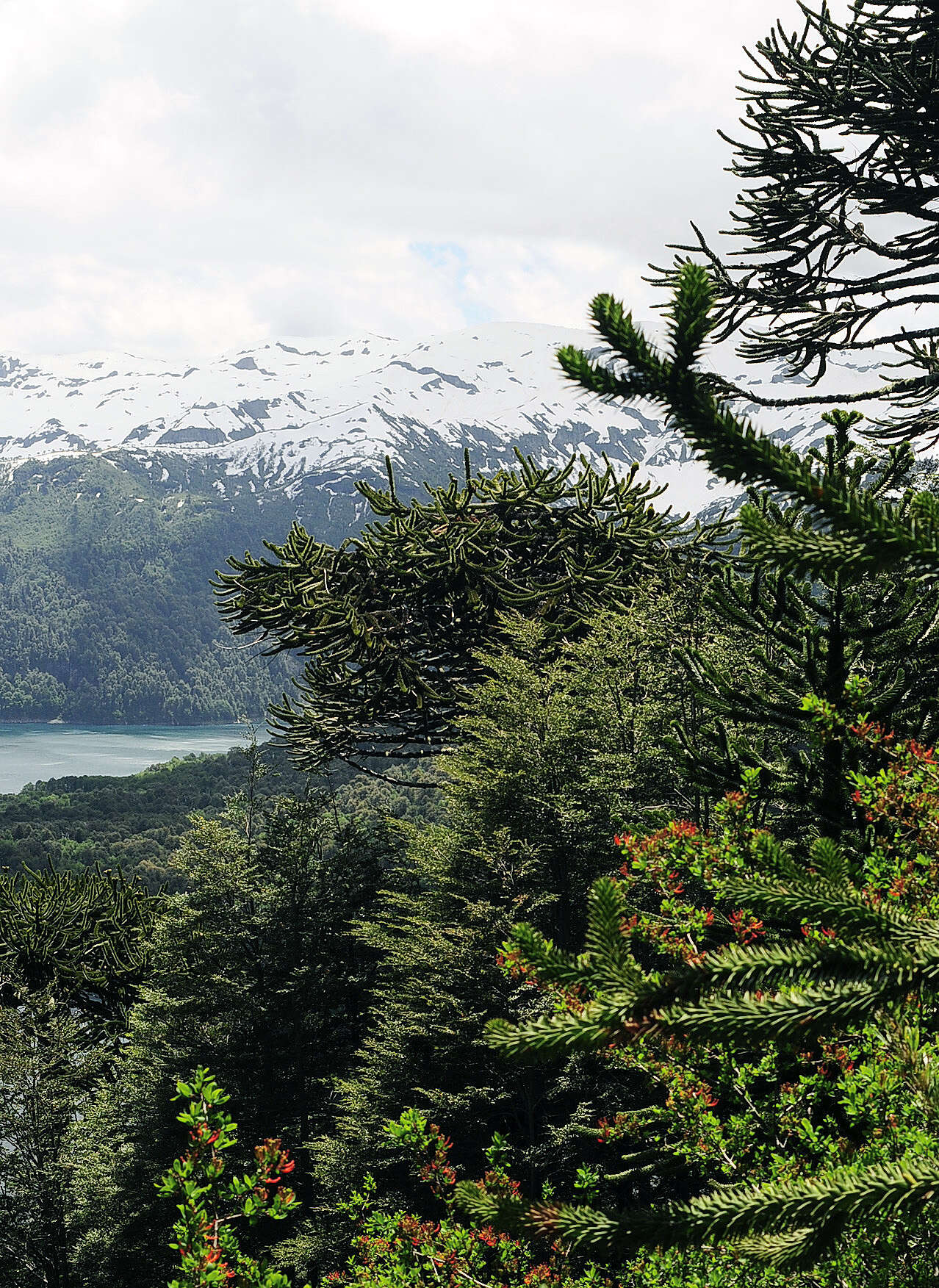 Image of Monkey Puzzle