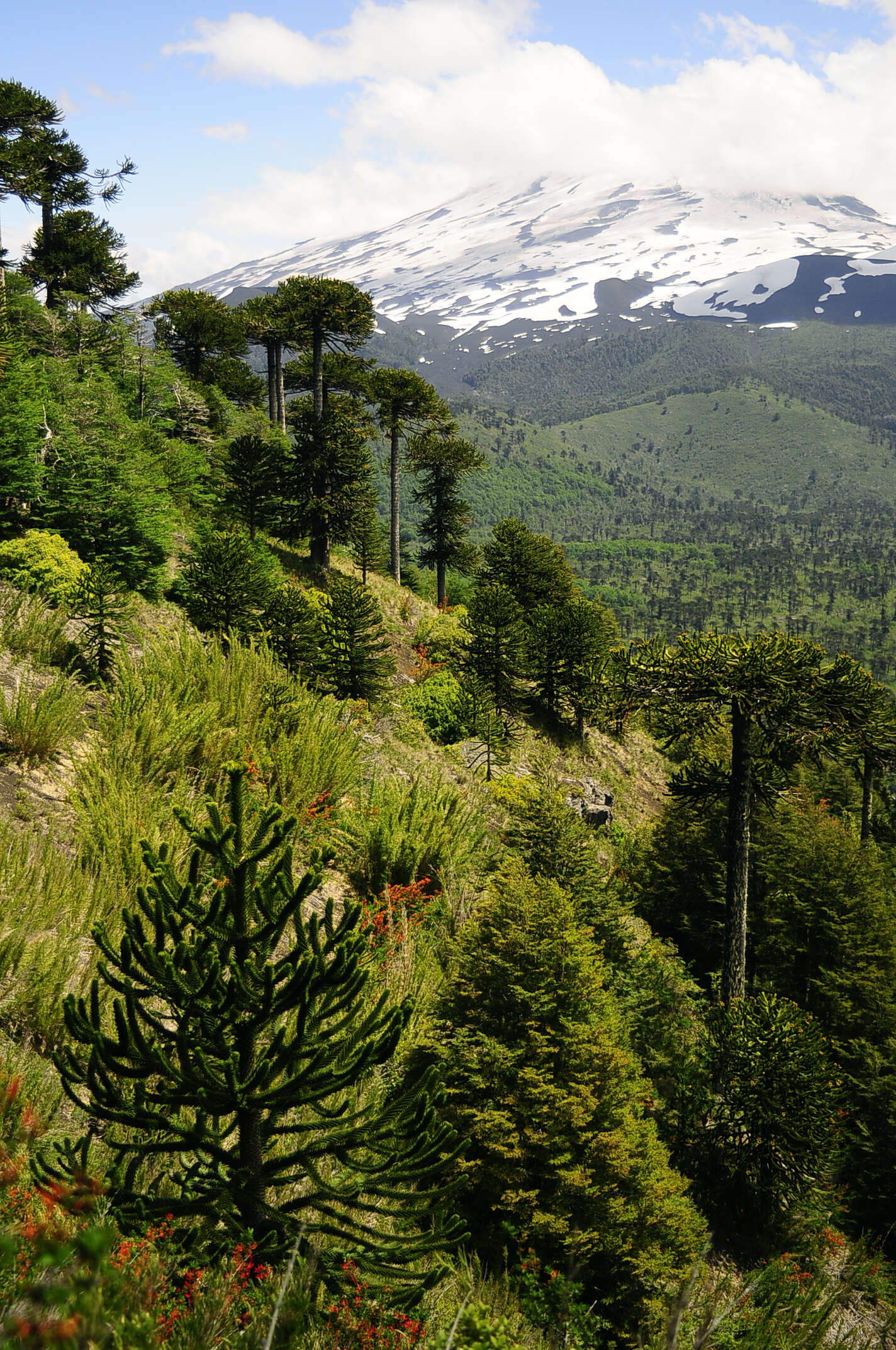 Image of Monkey Puzzle