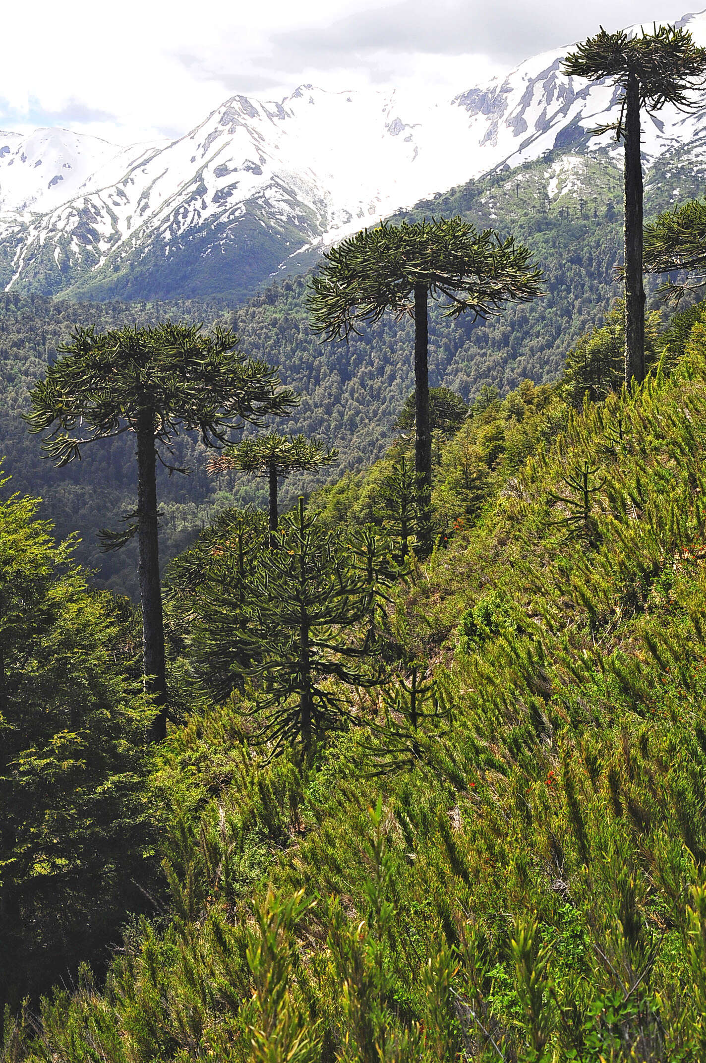 Image of Monkey Puzzle