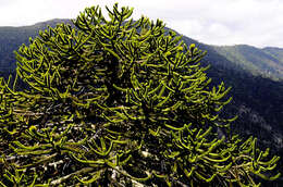 Plancia ëd Araucaria araucana (Molina) K. Koch