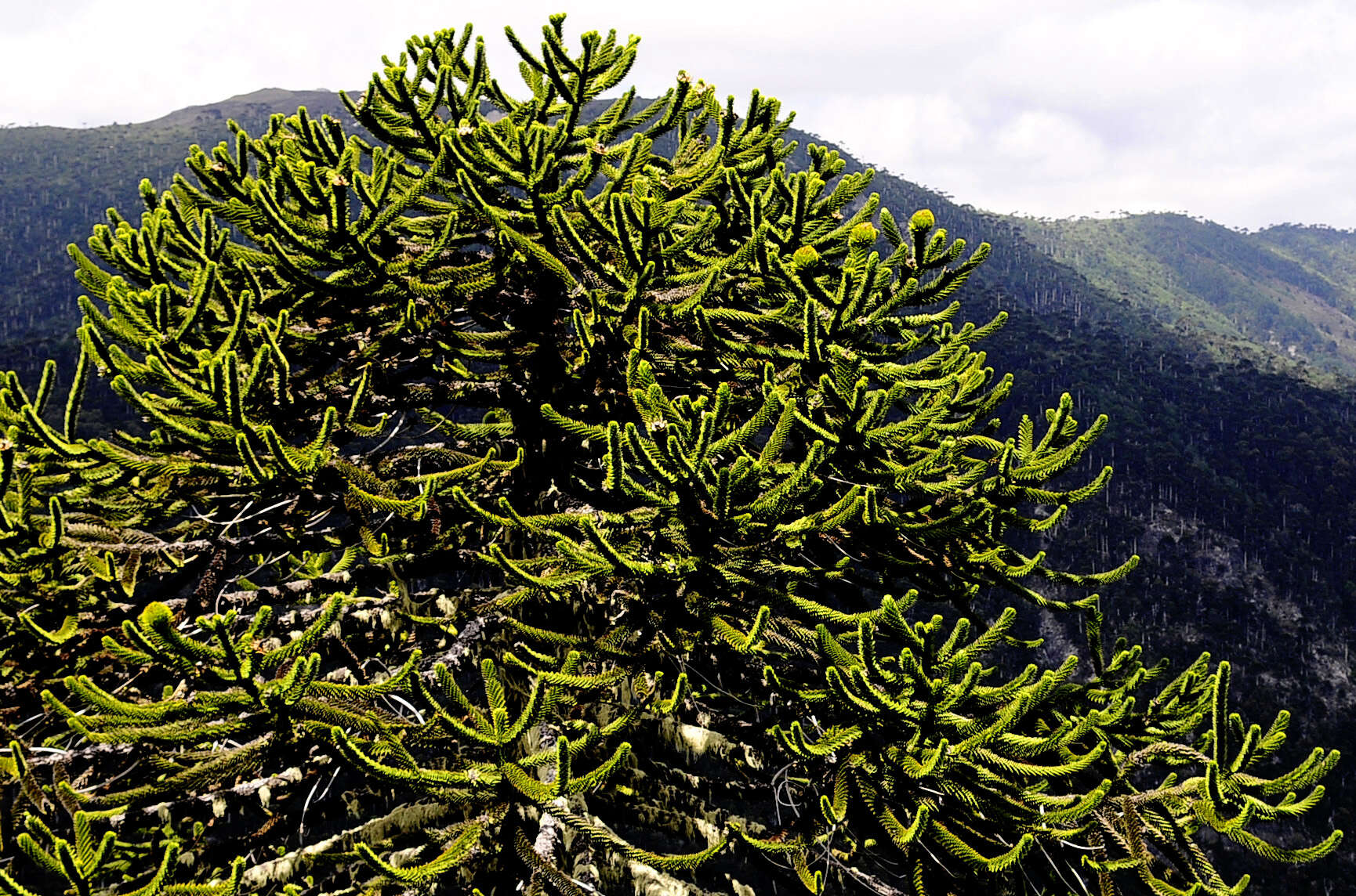 Слика од Araucaria araucana (Molina) K. Koch