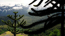 Image of Monkey Puzzle