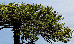 Plancia ëd Araucaria araucana (Molina) K. Koch