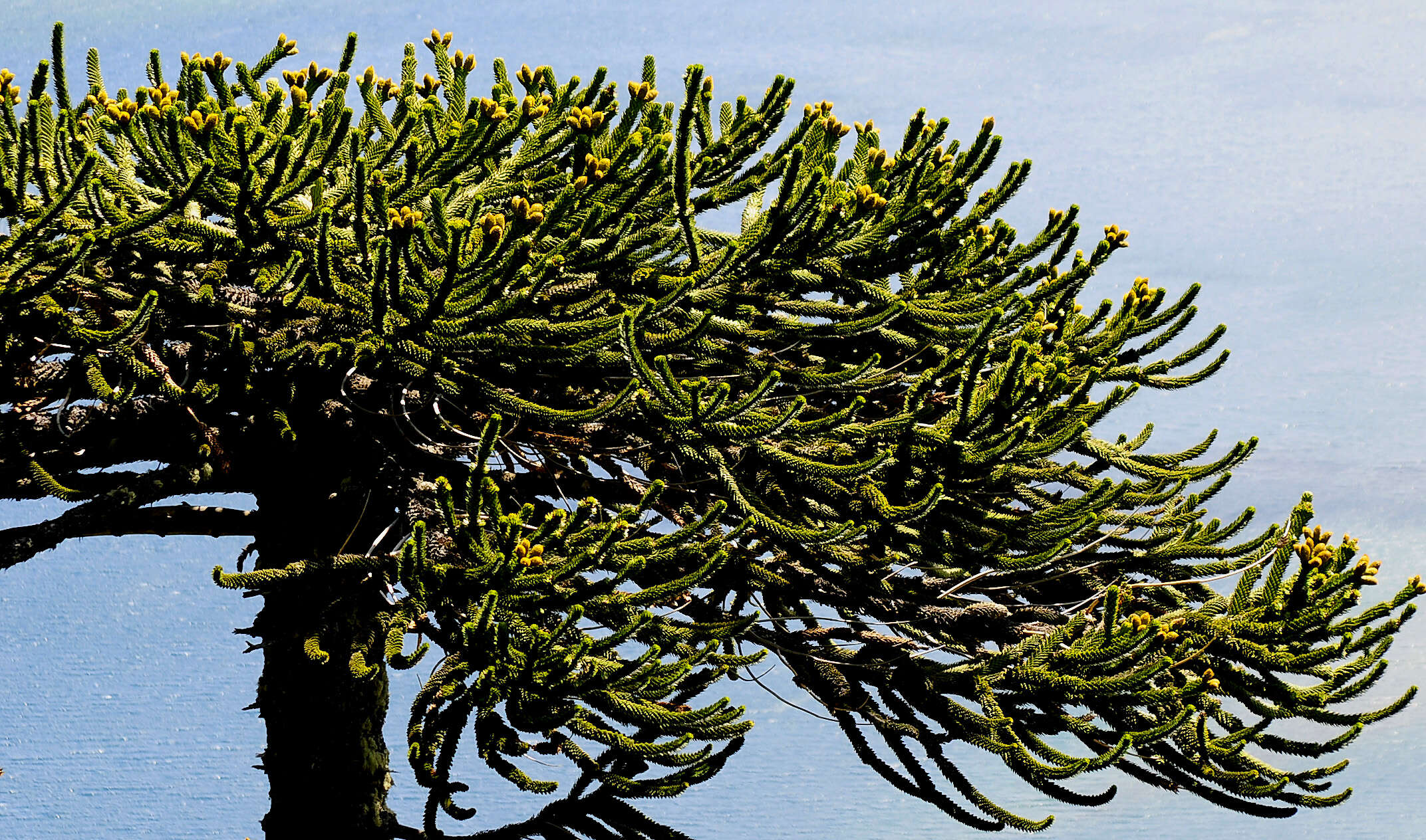 Слика од Araucaria araucana (Molina) K. Koch