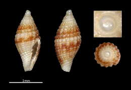 Image of Mitromorpha granulata Chino & Stahlschmidt 2009