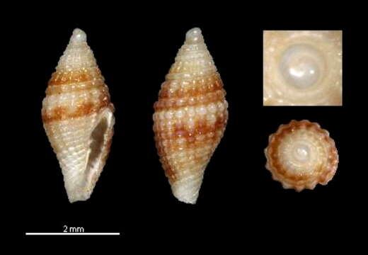 Image of Mitromorpha granulata Chino & Stahlschmidt 2009