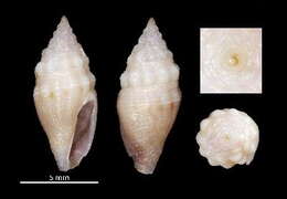 Image of Mitromorpha poppei Chino & Stahlschmidt 2009