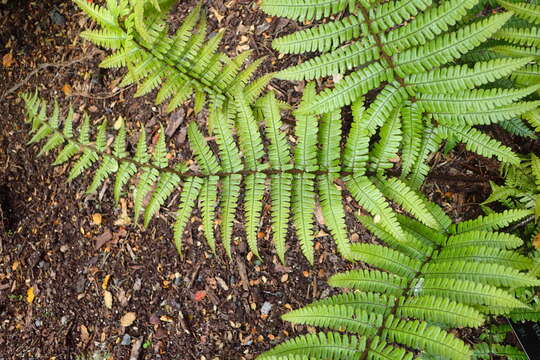 Sivun Dryopteris wallichiana (Spreng.) Hyl. kuva