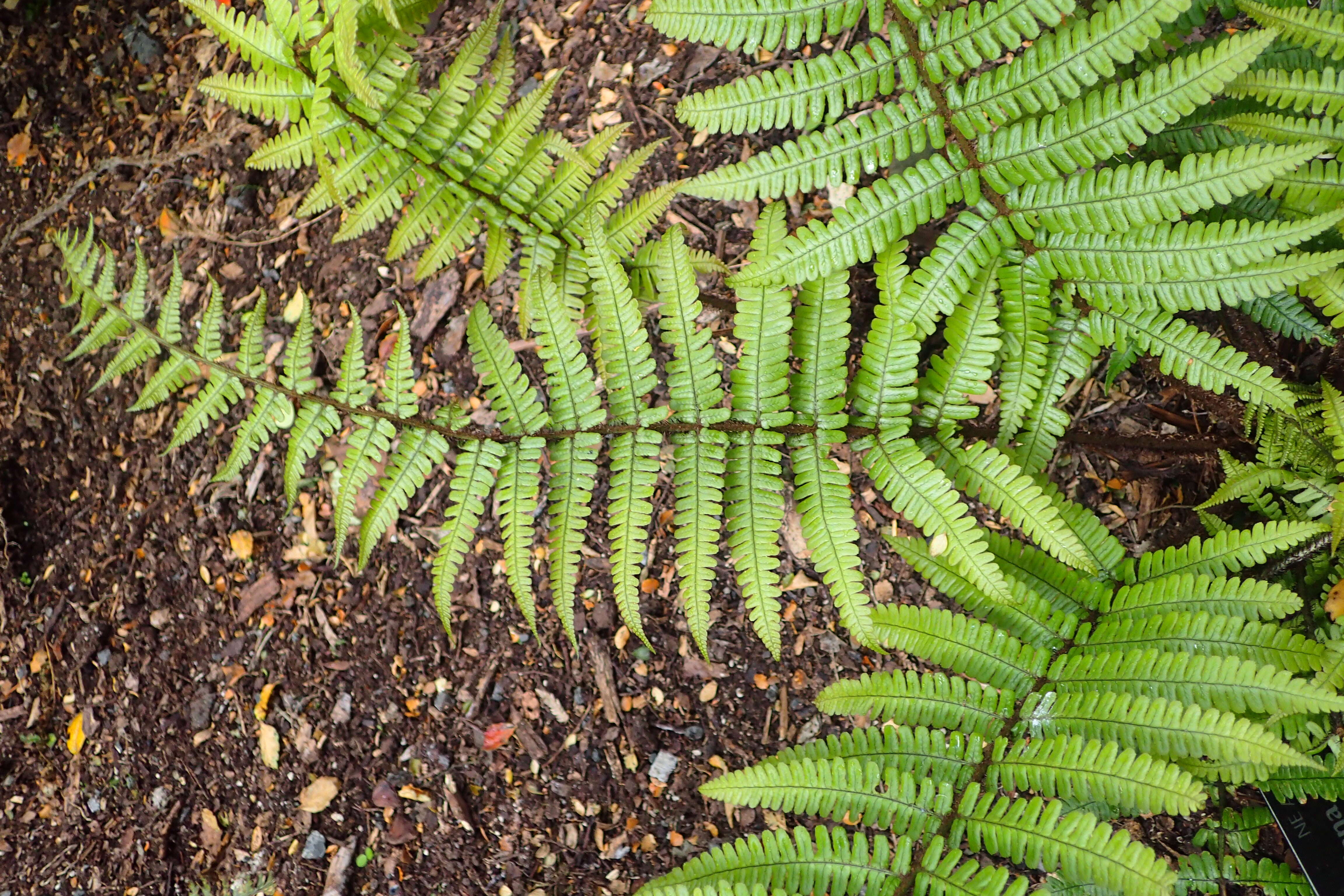 Image of alpine woodfern