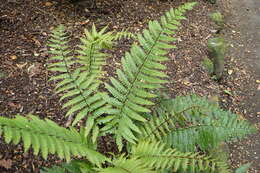 Image of alpine woodfern