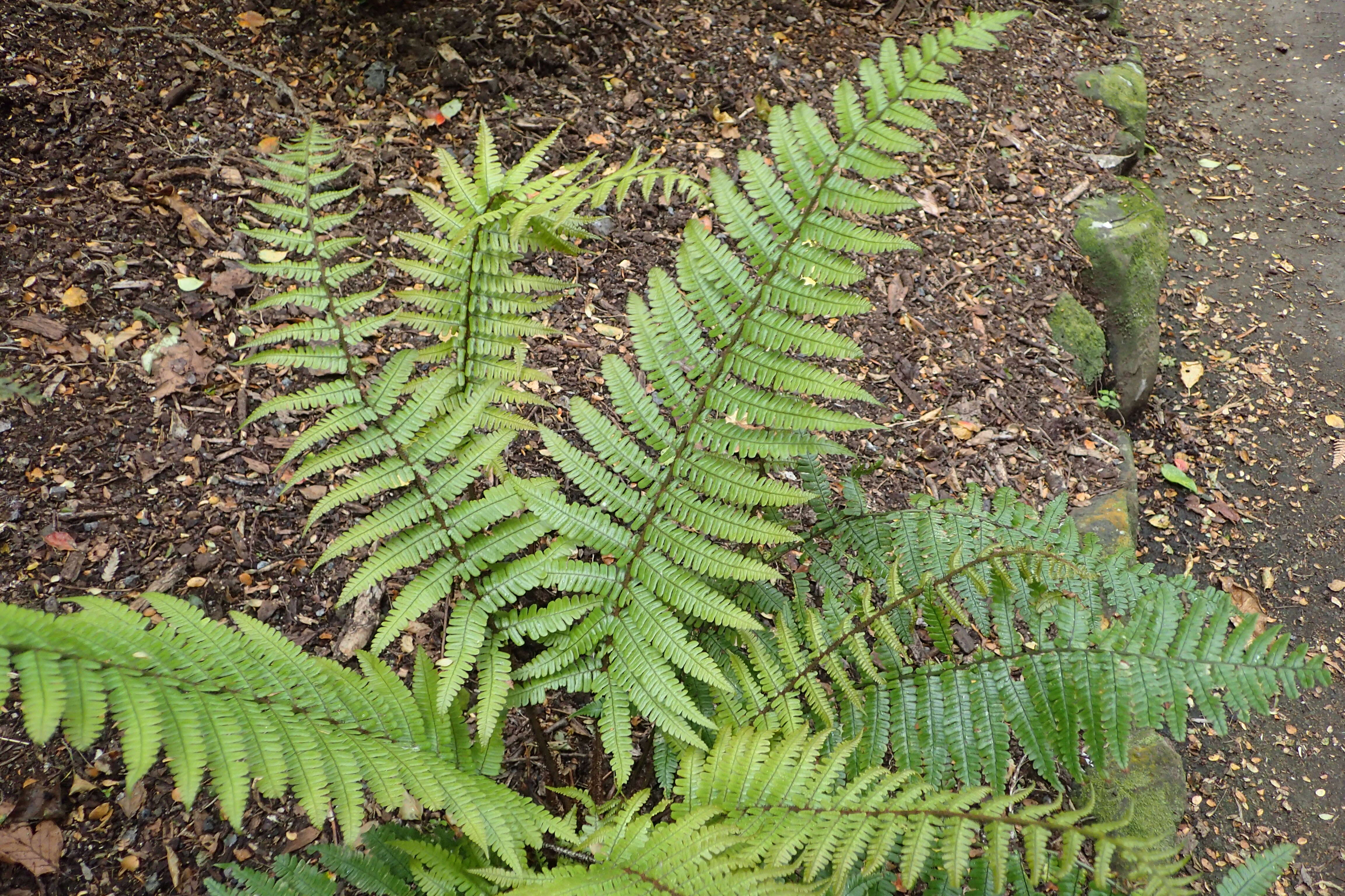 Image of alpine woodfern