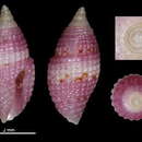 Image of Mitromorpha purpurata Chino & Stahlschmidt 2009