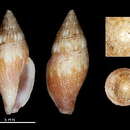 Image of Mitromorpha rubrimaculata Chino & Stahlschmidt 2009