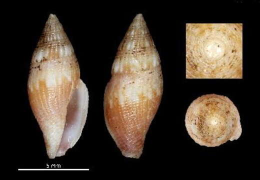 Image of Mitromorpha rubrimaculata Chino & Stahlschmidt 2009