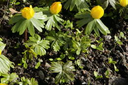 Image of eranthis