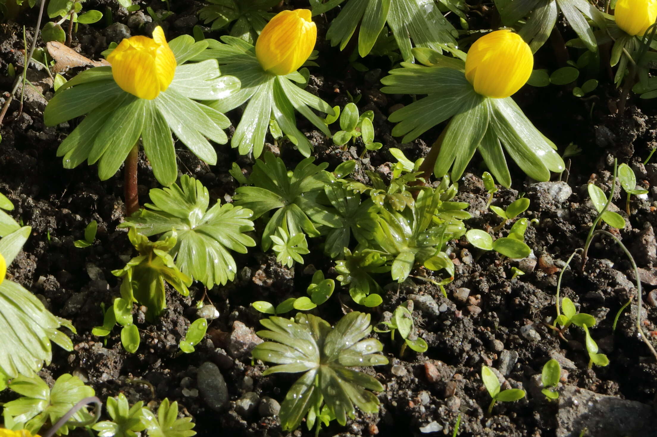 Image of eranthis