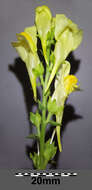 Image of Common Toadflax