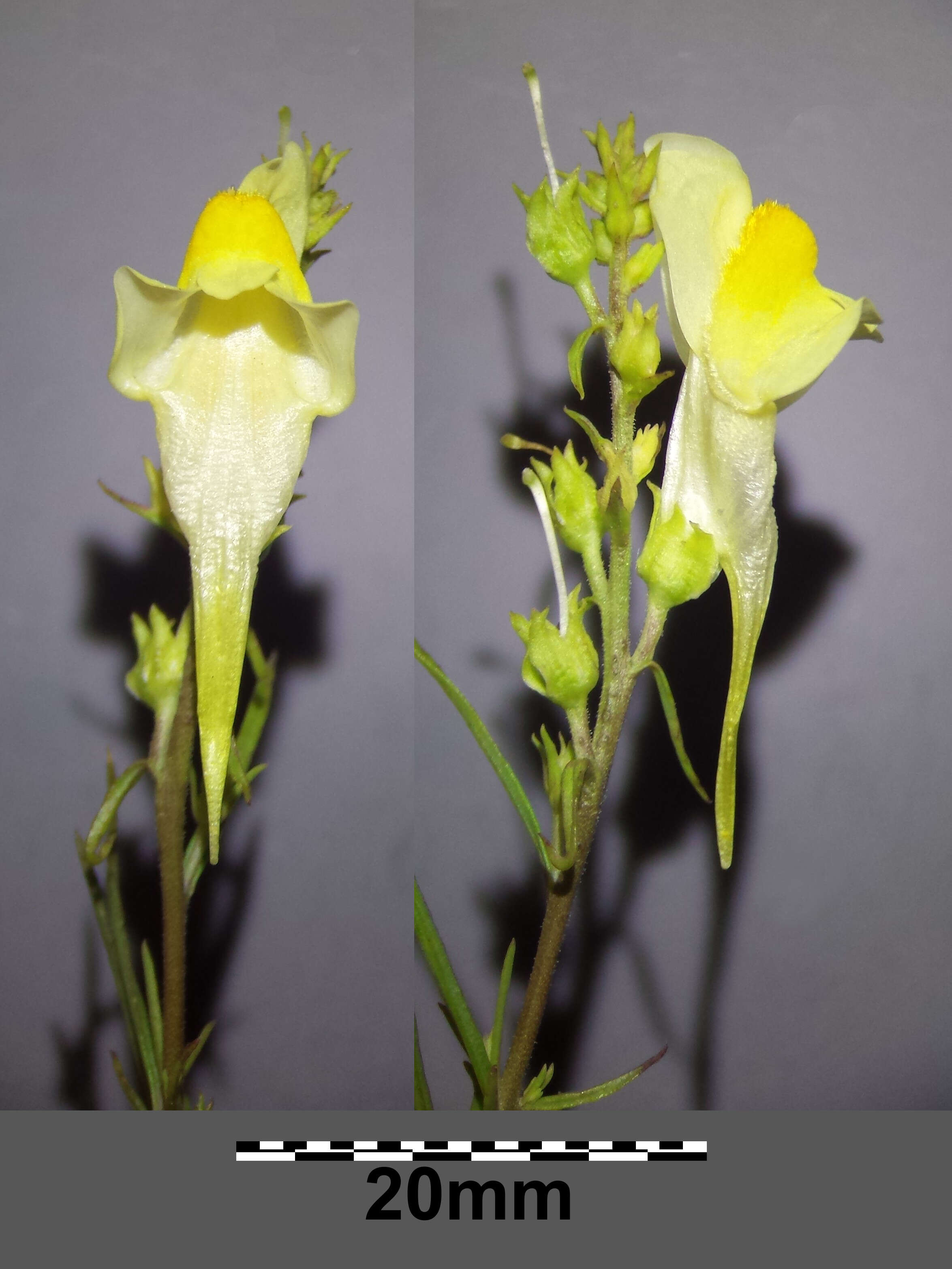 Image of Common Toadflax