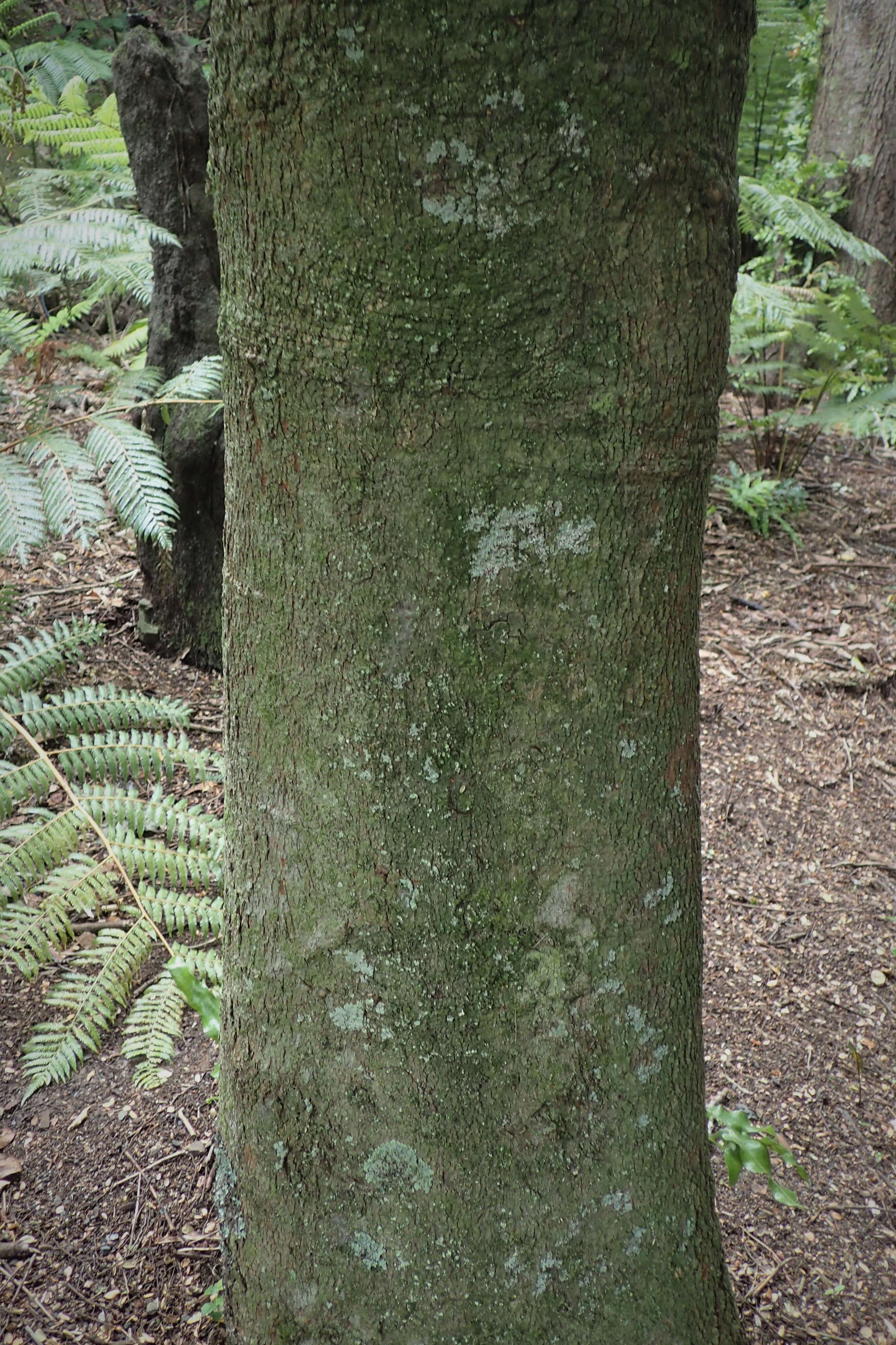 Imagem de Beilschmiedia tarairi (A. Cunn.) Kirk