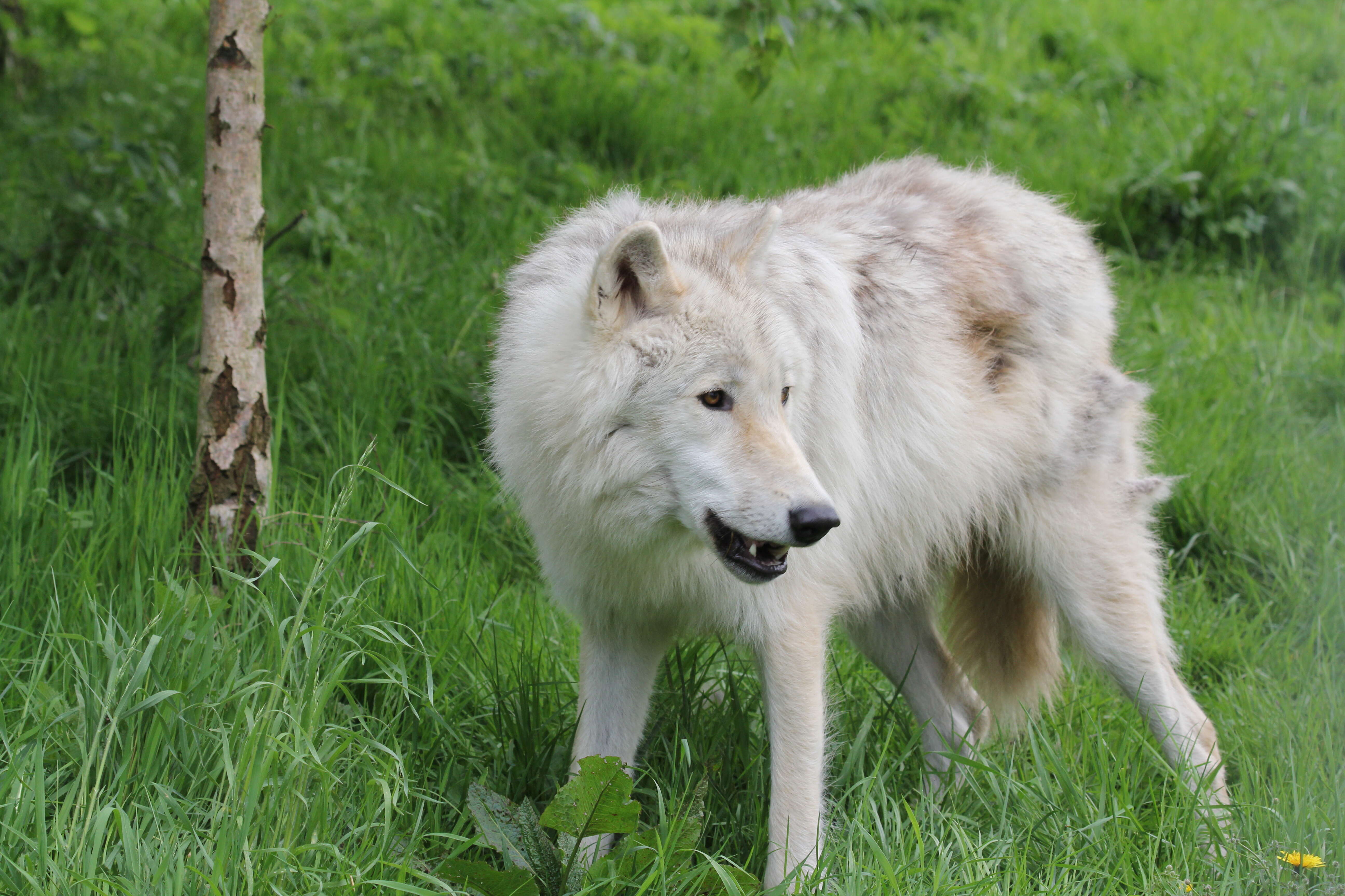 Image of Arctic wolf