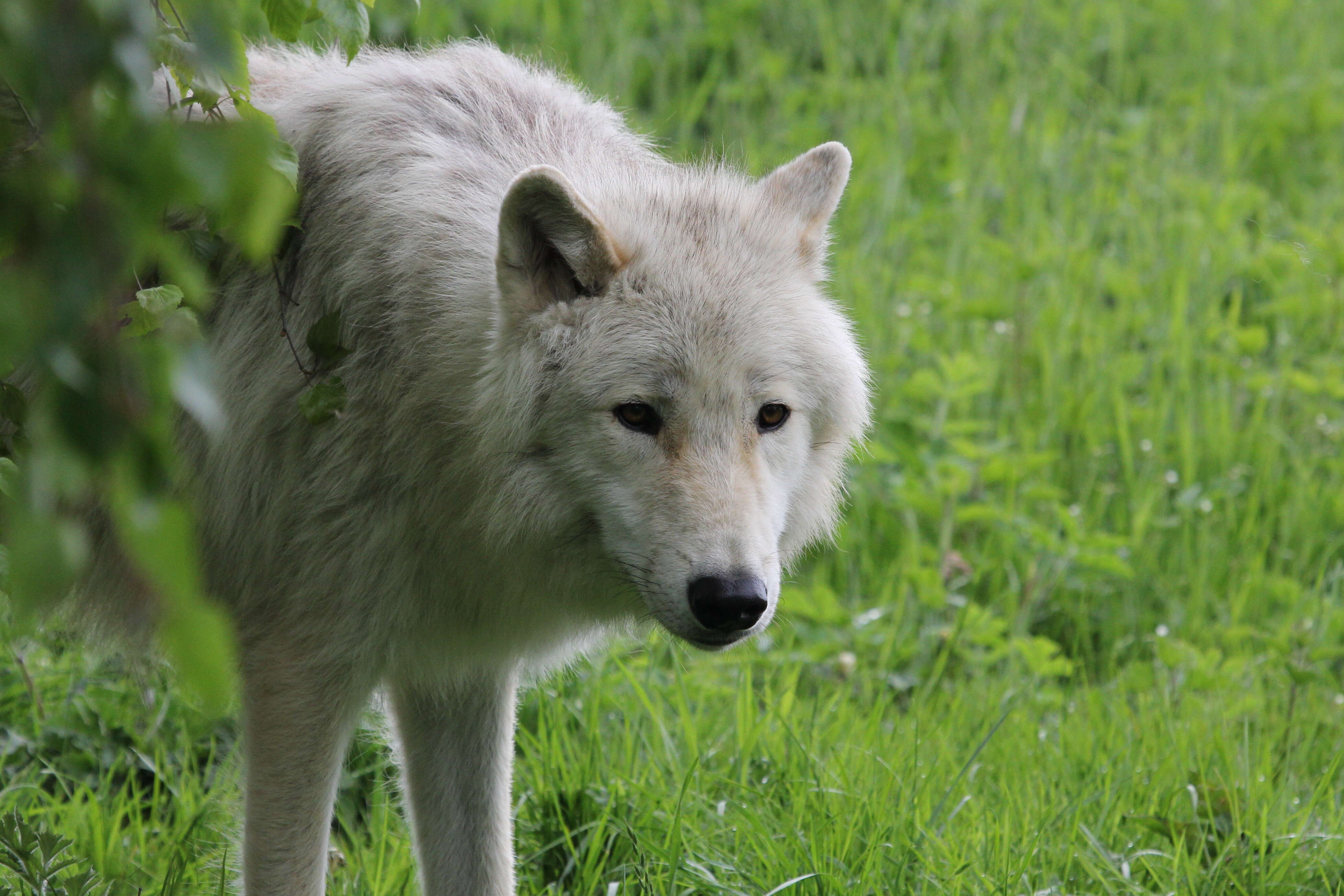 Image of Arctic wolf