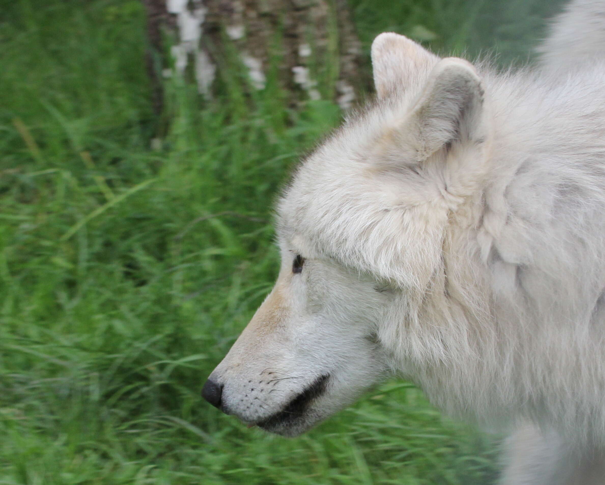 Image of Arctic wolf