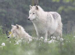 Image of Arctic wolf