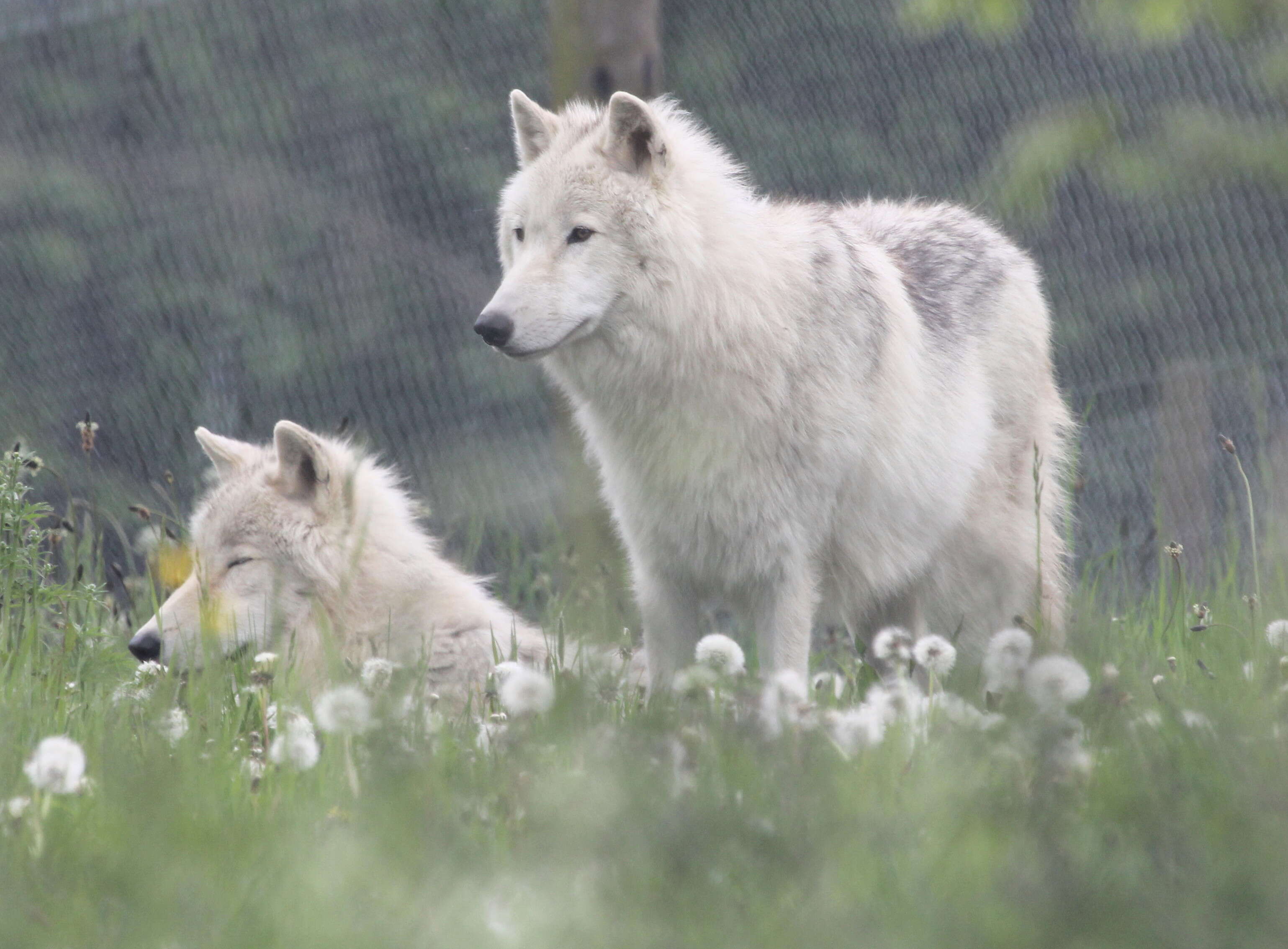 Image of Arctic wolf