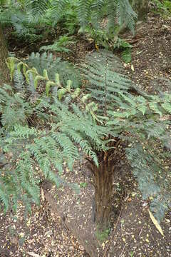 Image of Tree fern