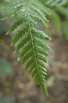 Image of Tree fern