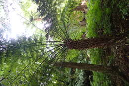 Image of Rough Tree Fern