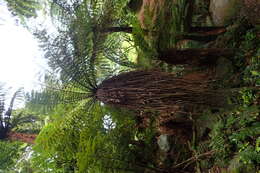 Image of Tree fern