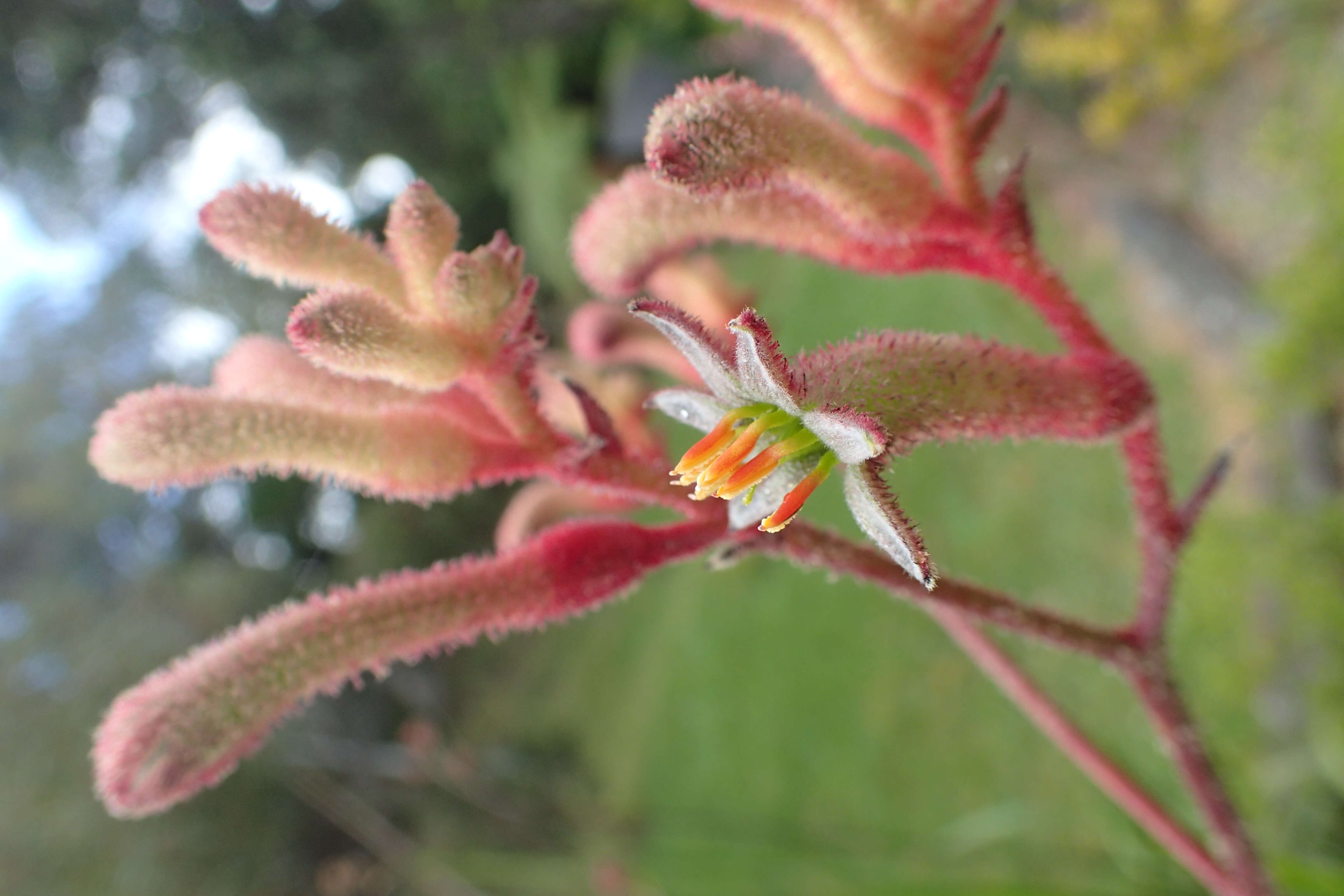 Image of Anigozanthos flavidus Redouté