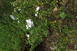 Imagem de Prostanthera cuneata Benth.