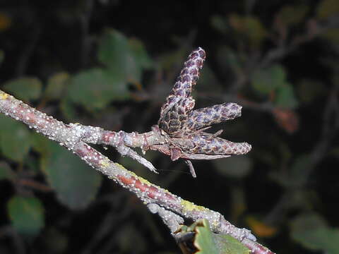 Imagem de Betula humilis Schrank