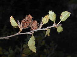 Image of Shrubby Birch