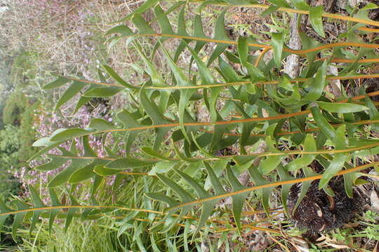 Image of Banksia repens Labill.