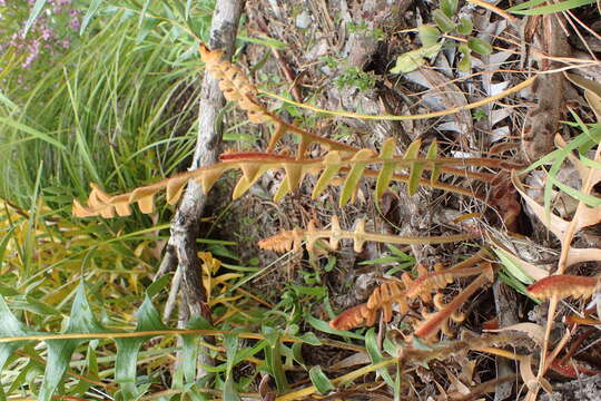 Image of Banksia repens Labill.