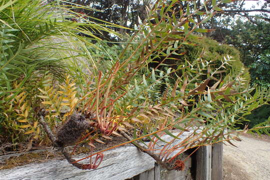 Image of Banksia repens Labill.