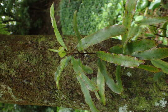 Image of Elaeocarpus dentatus (J. R. & G. Forst.) Vahl