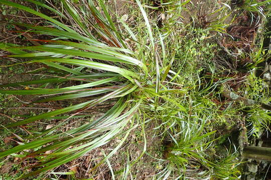 Image of Dianella nigra Colenso