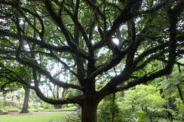 Image of Vitex lucens Kirk