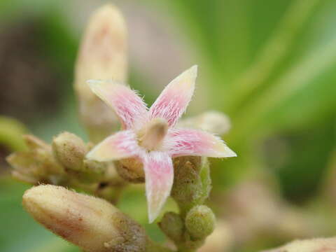 Image of Parsonsia straminea (R. Br.) F. Müll.