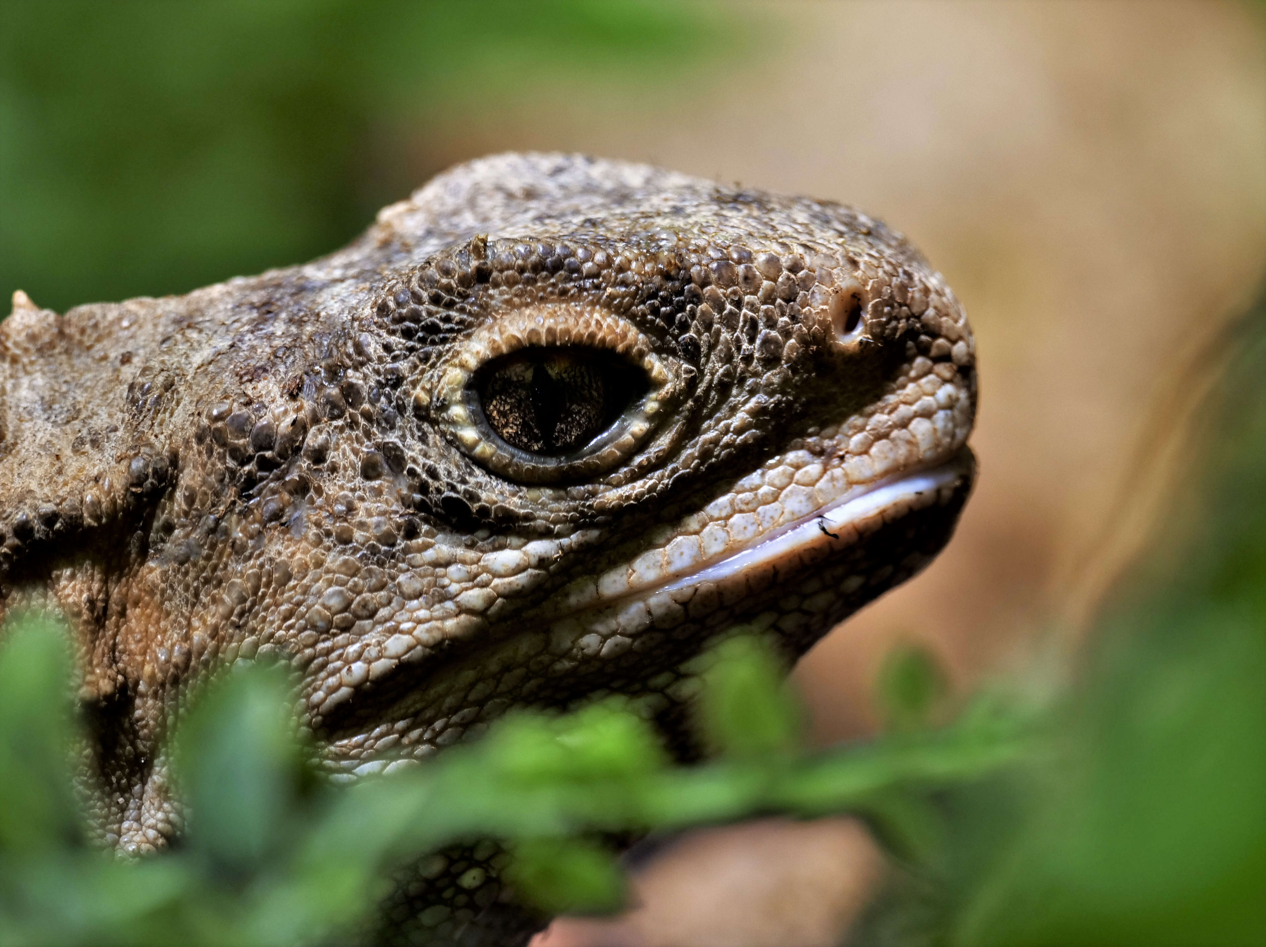 Image of Cook Strait Tuatara