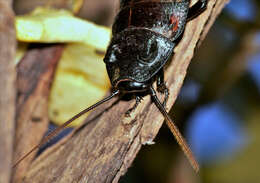 Image of Caribbean Giant Cockroach